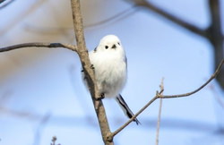 自然の中のシマエナガの写真